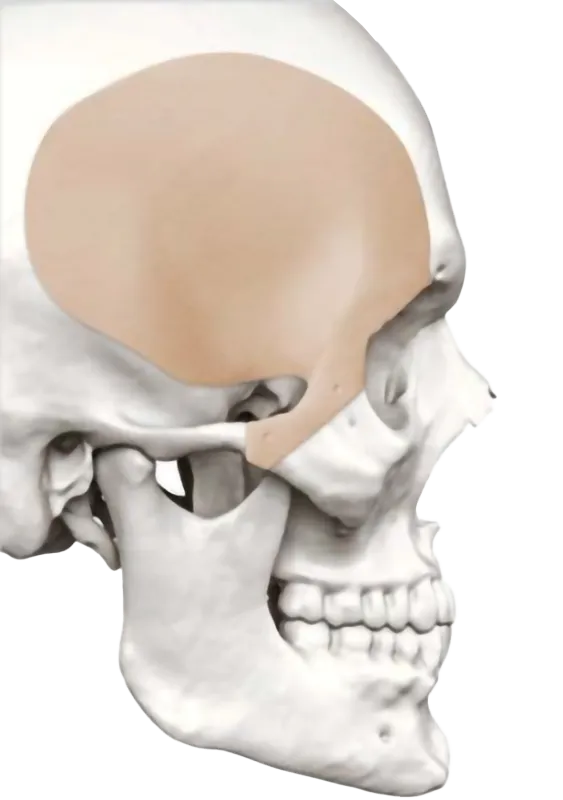 lustración de implantes personalizados htr-pekk marca zimmer biomet colocados